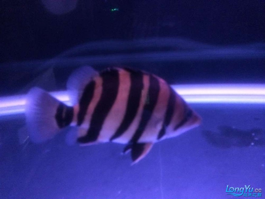 虎魚2 虎魚百科 第9張 虎魚2 虎魚2 虎魚百科 第9張