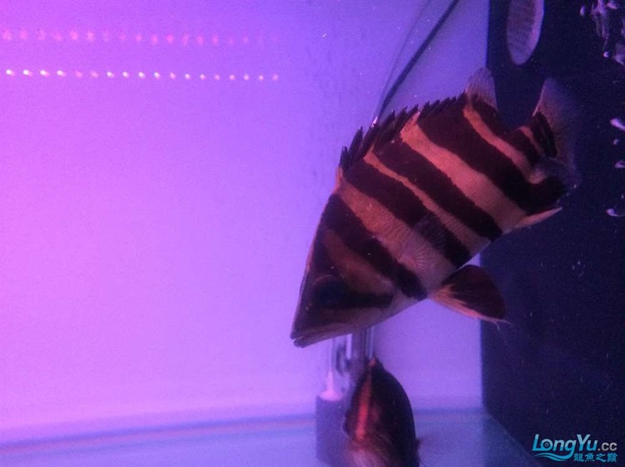 虎魚2 虎魚百科 第8張 虎魚2 虎魚2 虎魚百科 第8張