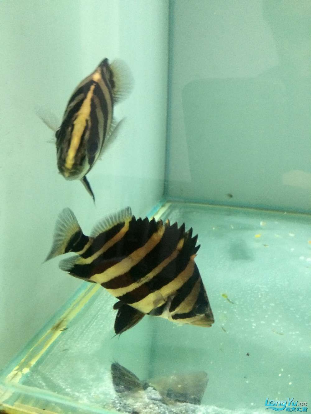 虎魚2 虎魚百科 第11張 虎魚2 虎魚2 虎魚百科 第11張