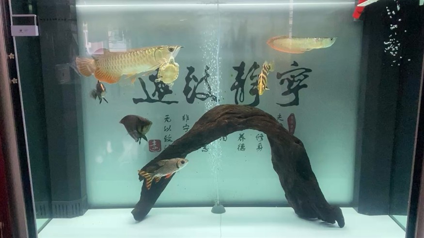 減密度出了2條小虎魚