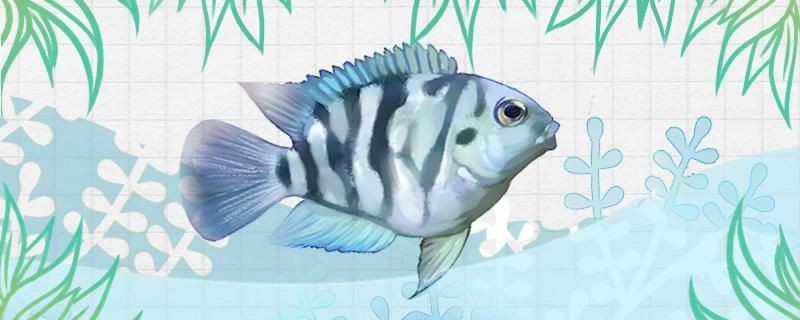 迷你鸚鵡魚老打架是怎么回事怎么解決 迷你鸚鵡魚老打架是怎么回事怎么解決 紅龍魚百科