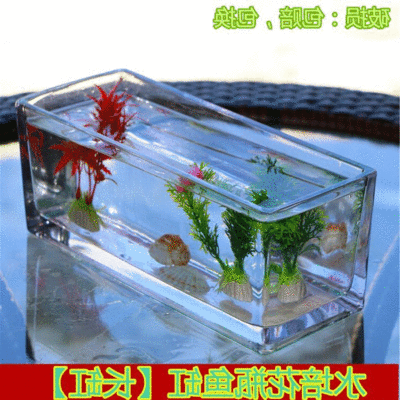 玻璃魚缸好嗎：如何選擇玻璃魚缸