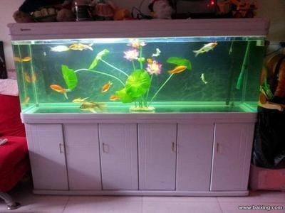 1.8米的魚缸有多重要：1.8米的魚缸是一個非常重要的養魚容器