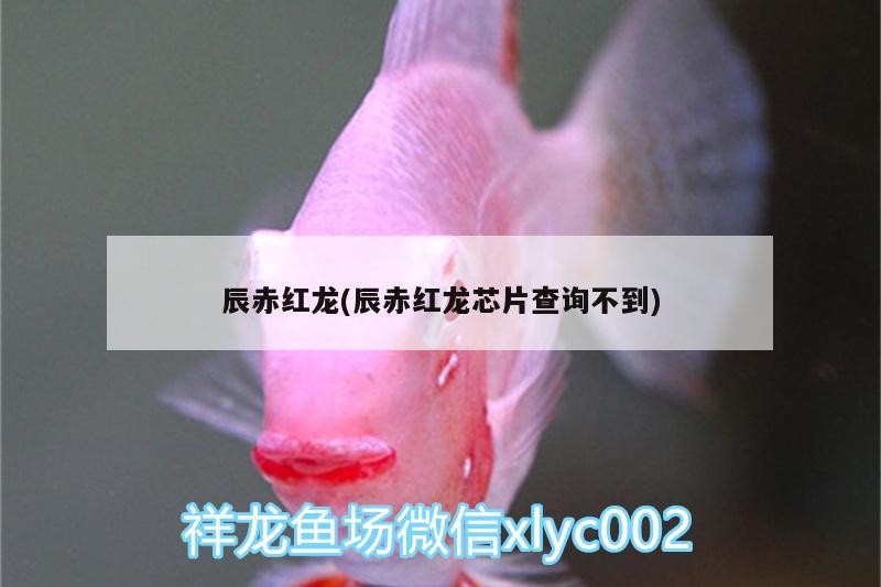 辰赤紅龍(辰赤紅龍芯片查詢不到)
