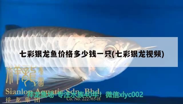 七彩銀龍魚價格多少錢一只(七彩銀龍視頻)