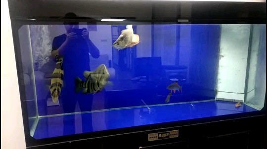 龍魚虎魚喂食活泥鰍篇