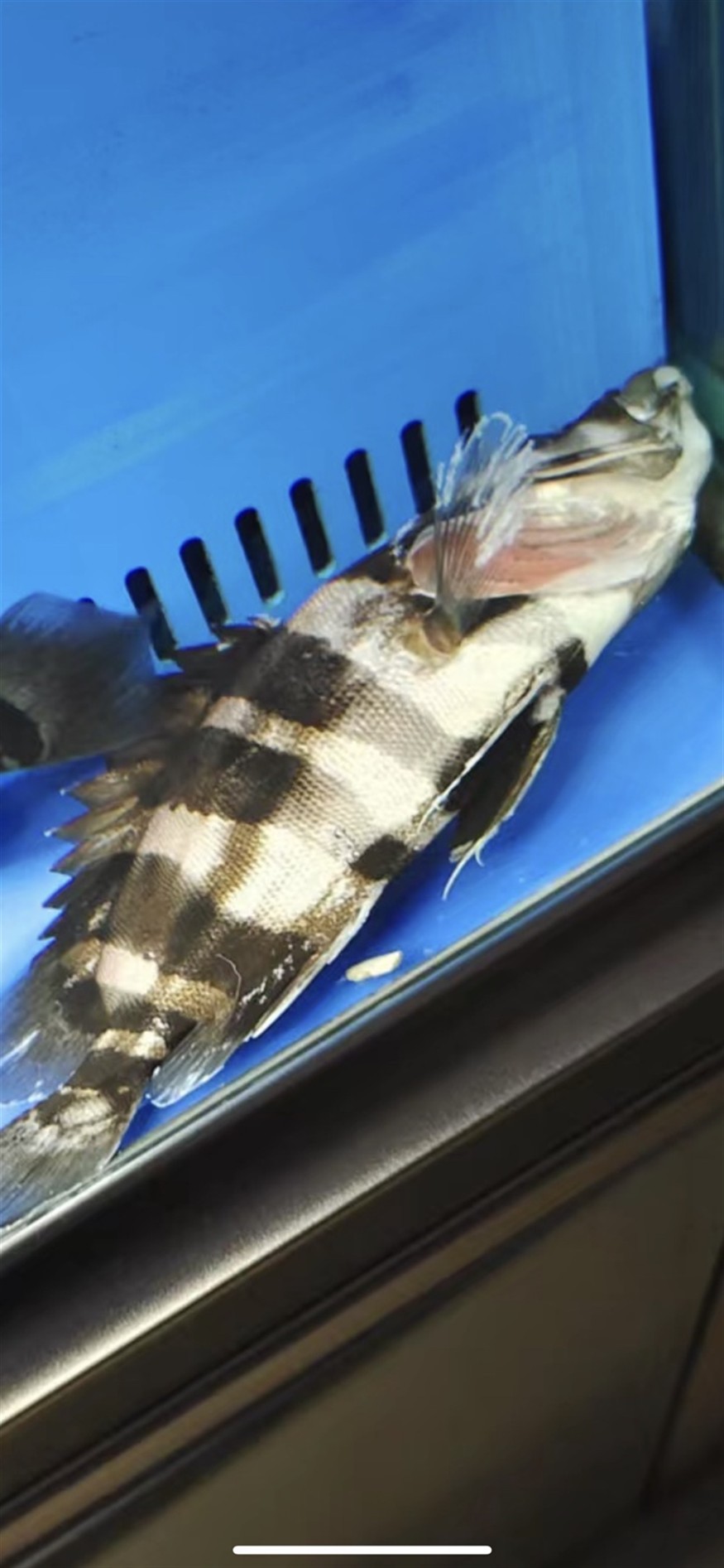 虎魚掛了什么原因 虎魚百科 第1張 虎魚掛了什么原因 虎魚掛了什么原因 虎魚百科 第1張