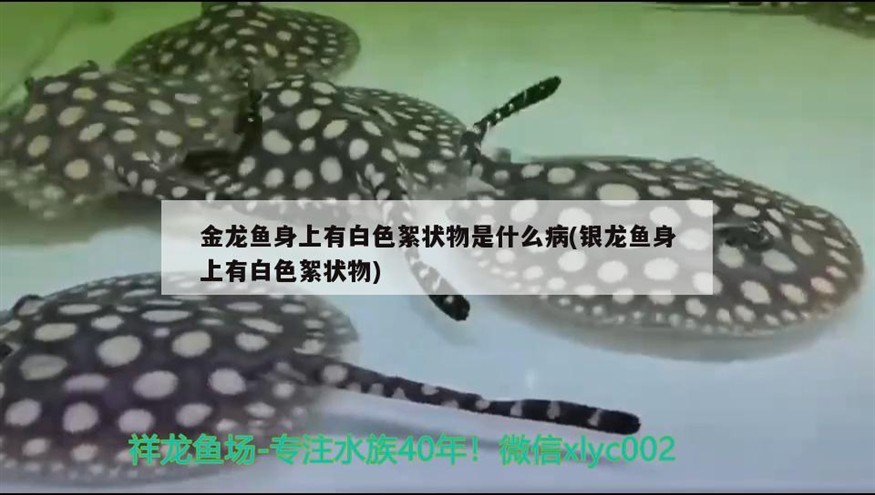 金龍魚身上有白色絮狀物是什么病(銀龍魚身上有白色絮狀物)