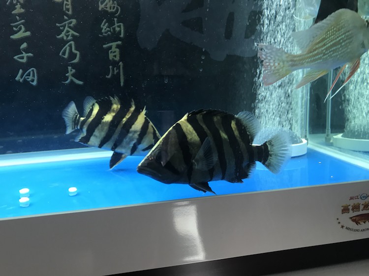 魚缸新進兩條20公分長明虎