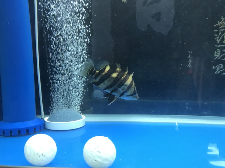 魚缸新進兩條20公分長明虎