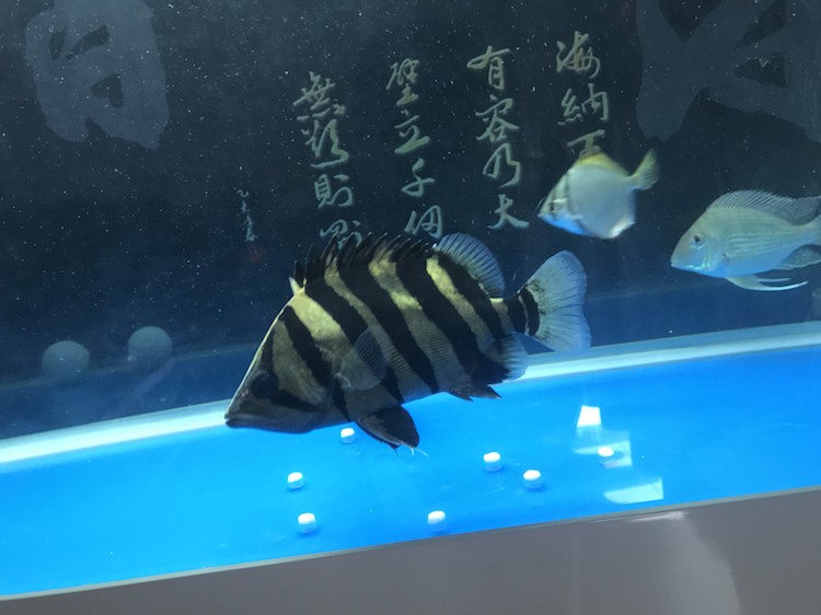 魚缸新進兩條20公分長明虎