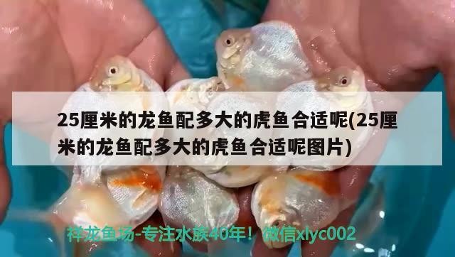 25厘米的龍魚(yú)配多大的虎魚(yú)合適呢(25厘米的龍魚(yú)配多大的虎魚(yú)合適呢圖片) 25厘米的龍魚(yú)配多大的虎魚(yú)合適呢(25厘米的龍魚(yú)配多大的虎魚(yú)合適呢圖片) 虎魚(yú)百科