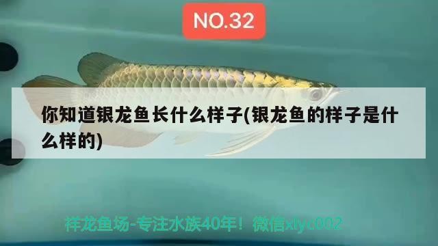 你知道銀龍魚長什么樣子(銀龍魚的樣子是什么樣的)