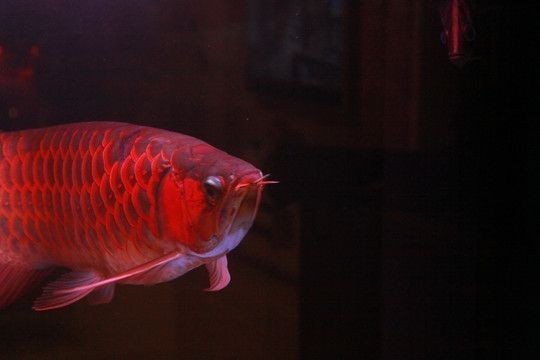 紅龍魚小夜燈什么顏色的光好