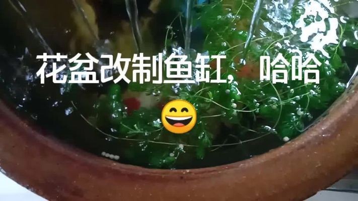 花盆改造魚缸過濾器：diy魚缸過濾器的制作步驟：自制魚缸過濾器的創意方案