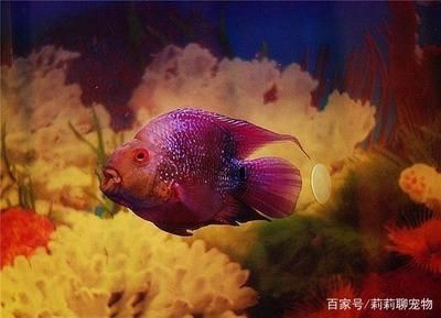 單養一只羅漢魚需要多大魚缸：單養一只羅漢魚需要考慮以下幾個因素以下幾個因素