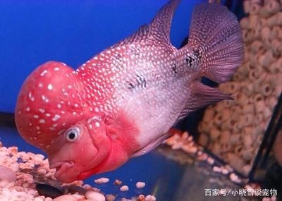 單養一只羅漢魚需要多大魚缸：單養一只羅漢魚需要考慮以下幾個因素以下幾個因素