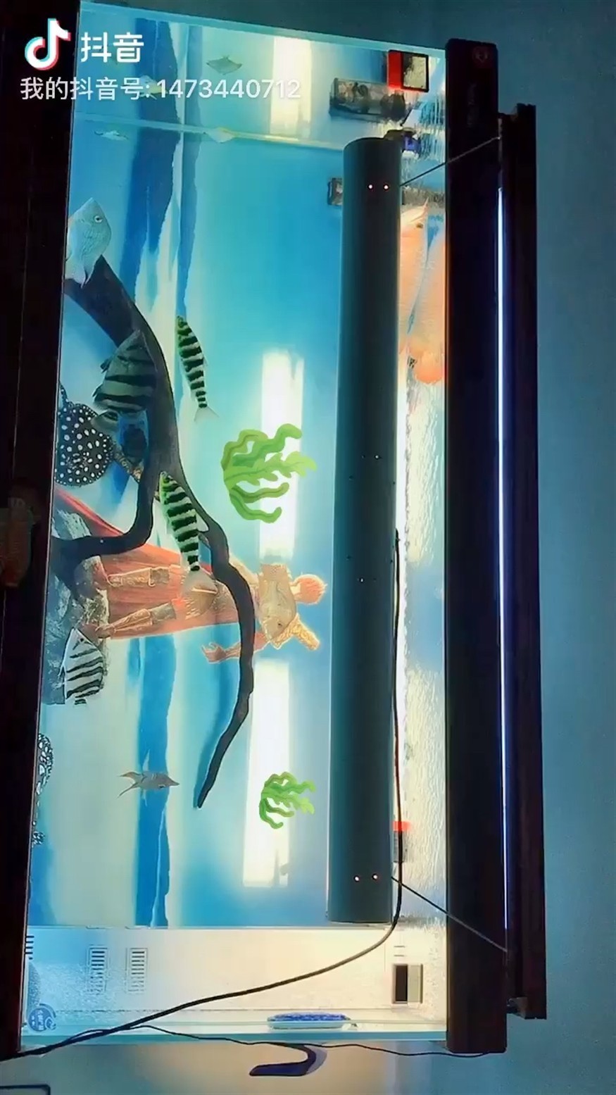 魚兒欣賞虎魚的對比