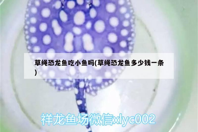 魚兒欣賞虎魚的對比