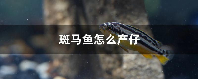 斑馬魚怎么產仔