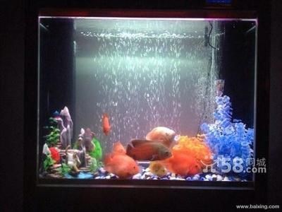 水族生態(tài)學(xué)：揭秘魚缸里的微世界：大型亞克力魚缸養(yǎng)護(hù)技巧養(yǎng)護(hù)技巧養(yǎng)護(hù)大型魚缸