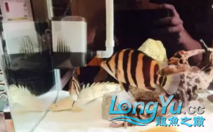 虎魚造景缸+補充虎魚保持長明的一點經驗 虎魚百科 第2張 虎魚造景缸+補充虎魚保持長明的一點經驗 虎魚造景缸+補充虎魚保持長明的一點經驗 虎魚百科 第2張