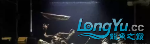 虎魚造景缸+補充虎魚保持長明的一點經驗 虎魚百科 第1張 虎魚造景缸+補充虎魚保持長明的一點經驗 虎魚造景缸+補充虎魚保持長明的一點經驗 虎魚百科 第1張