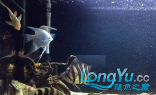 虎魚造景缸+補充虎魚保持長明的一點經驗 虎魚百科 第3張 虎魚造景缸+補充虎魚保持長明的一點經驗 虎魚造景缸+補充虎魚保持長明的一點經驗 虎魚百科 第3張