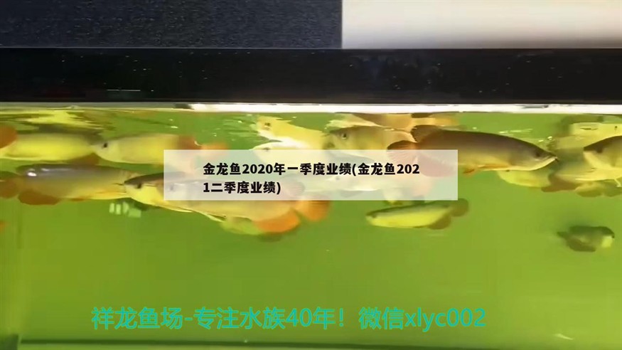 金龍魚2020年一季度業(yè)績(金龍魚2021二季度業(yè)績) 金龍魚2020年一季度業(yè)績(金龍魚2021二季度業(yè)績) 銀龍魚百科
