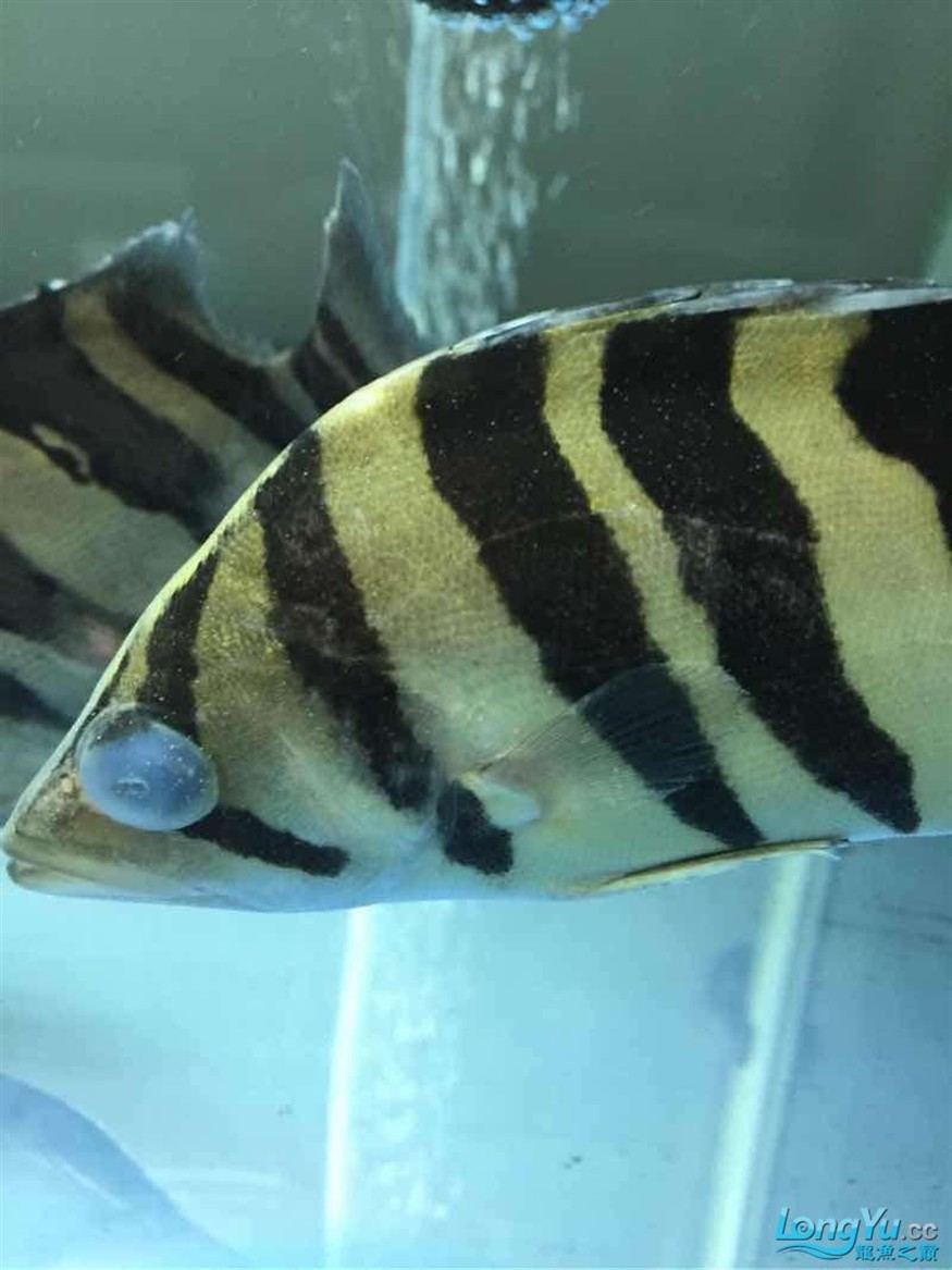 虎魚白點急救