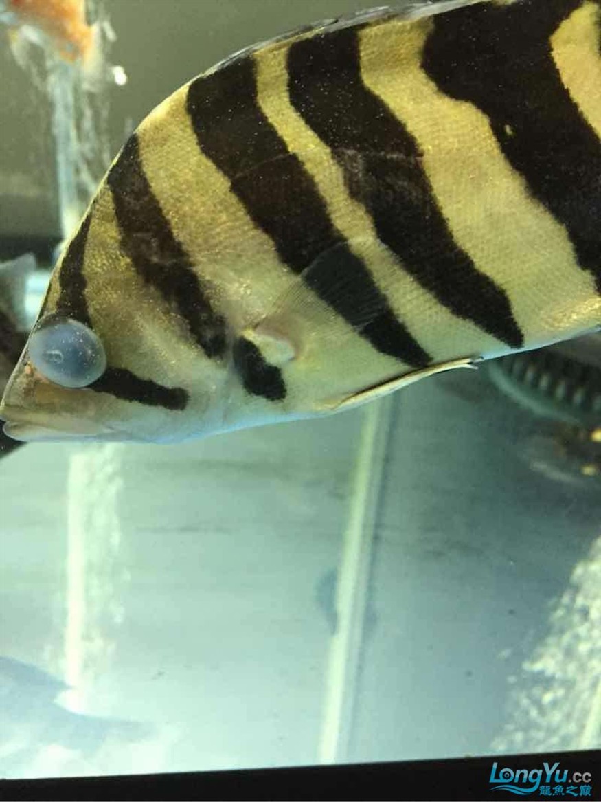 虎魚白點急救