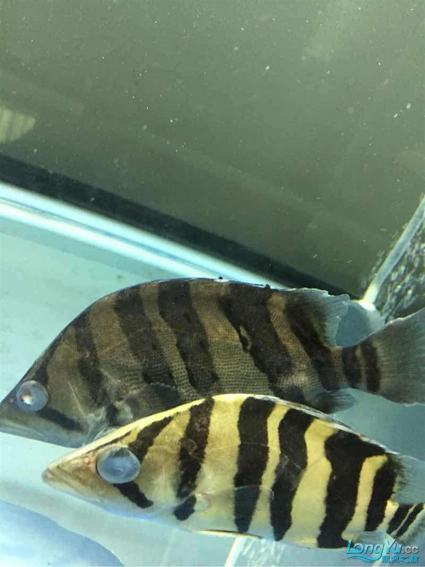 虎魚白點急救