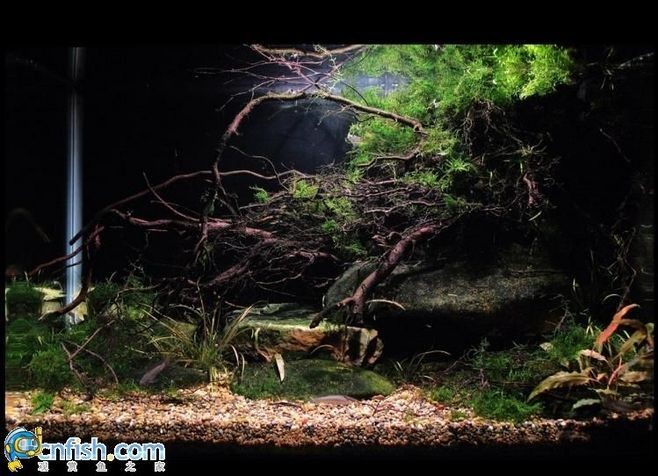 大型原生魚缸造景圖:原生態(tài)魚缸造景技巧 魚缸百科 第1張 大型原生魚缸造景圖:原生態(tài)魚缸造景技巧 大型原生魚缸造景圖:原生態(tài)魚缸造景技巧 魚缸百科 第1張