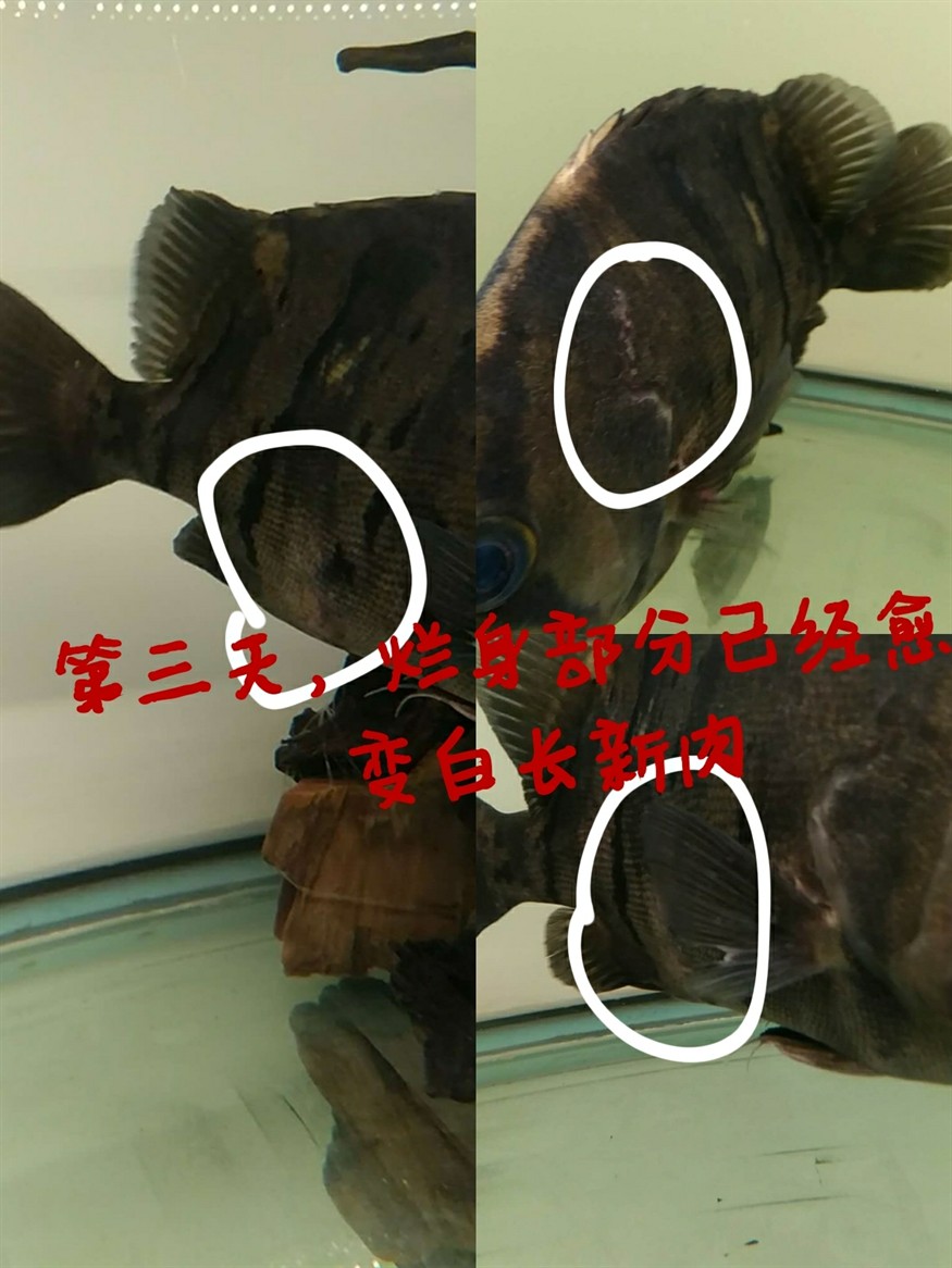 虎魚得了爛身痘瘡已治好