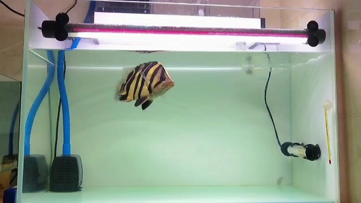 單養虎魚 單養虎魚 虎魚百科 第1張