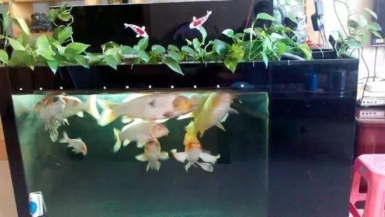 黃島區(qū)源泰水族館（黃島區(qū)源泰水族館電話）