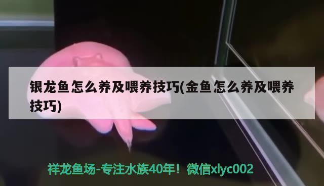 銀龍魚(yú)怎么養(yǎng)及喂養(yǎng)技巧(金魚(yú)怎么養(yǎng)及喂養(yǎng)技巧)