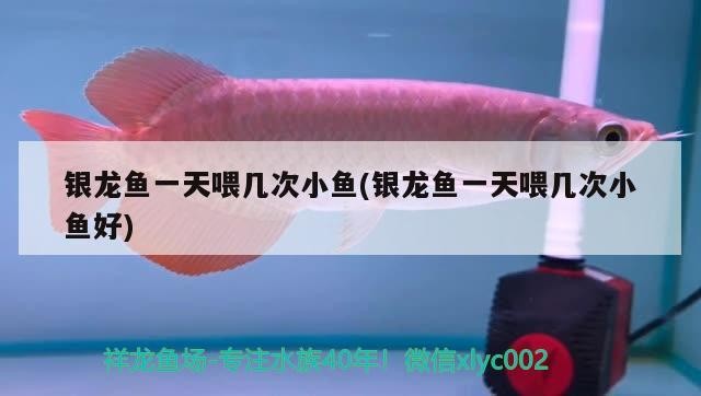 銀龍魚一天喂幾次小魚(銀龍魚一天喂幾次小魚好)