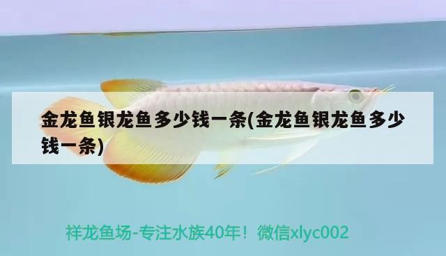 金龍魚銀龍魚多少錢一條(金龍魚銀龍魚多少錢一條)