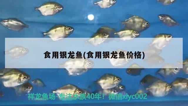 魚缸過濾器選購指南:自制魚缸過濾器魚缸上置過濾器對于養魚愛好者的必備知識 食用銀龍魚(食用銀龍魚價格) 銀龍魚百科 食用銀龍魚(食用銀龍魚價格) 食用銀龍魚(食用銀龍魚價格) 銀龍魚百科