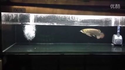 龍魚白缸還是黑缸好看些呢 龍魚白缸還是黑缸好看些呢 龍魚百科 第1張