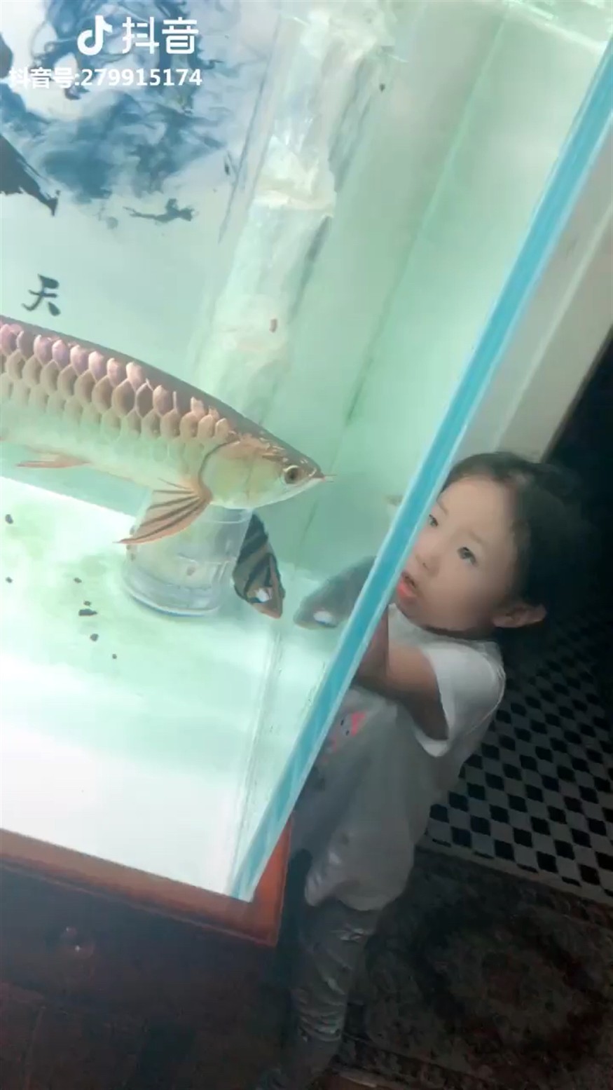寶寶的小虎魚被金龍弄傷了