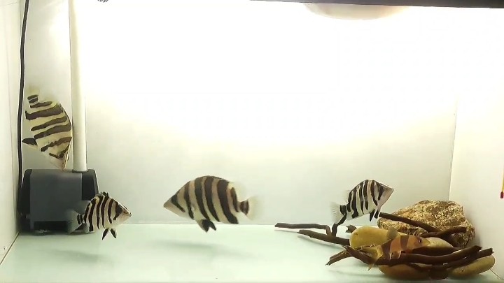 虎魚不明？nonono 虎魚不明？nonono 虎魚百科 第1張