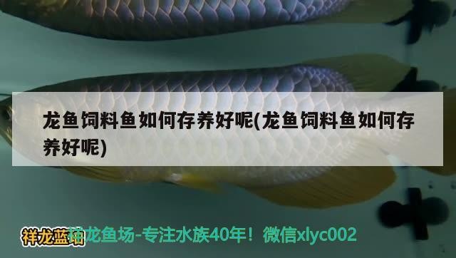 虎魚不明？nonono 虎魚不明？nonono 虎魚百科 第2張