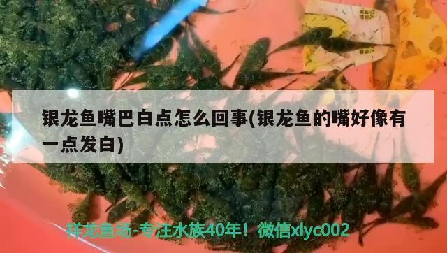銀龍魚嘴巴白點怎么回事(銀龍魚的嘴好像有一點發白)