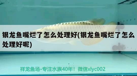 魚缸過濾器選購指南:自制魚缸過濾器魚缸上置過濾器對于養魚愛好者的必備知識 銀龍魚嘴爛了怎么處理好(銀龍魚嘴爛了怎么處理好呢) 銀龍魚百科 銀龍魚嘴爛了怎么處理好(銀龍魚嘴爛了怎么處理好呢) 銀龍魚嘴爛了怎么處理好(銀龍魚嘴爛了怎么處理好呢) 銀龍魚百科
