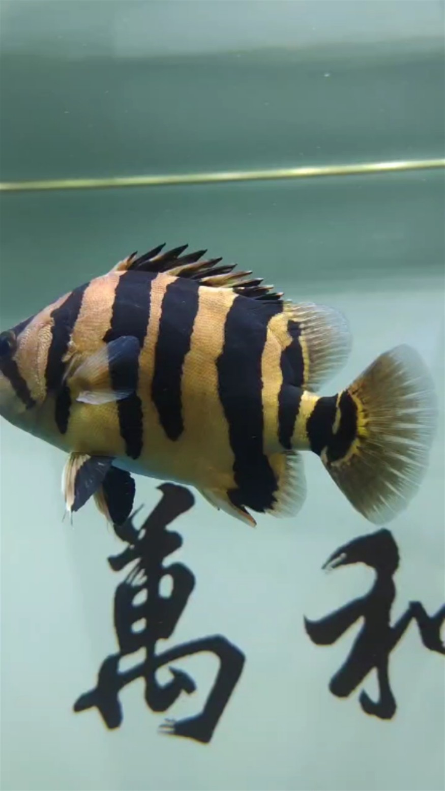 300元入手的虎魚大神鑒定下 300元入手的虎魚大神鑒定下 虎魚百科 第1張