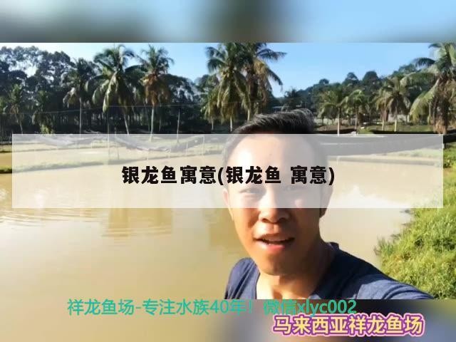 銀龍魚(yú)寓意(銀龍魚(yú)寓意)