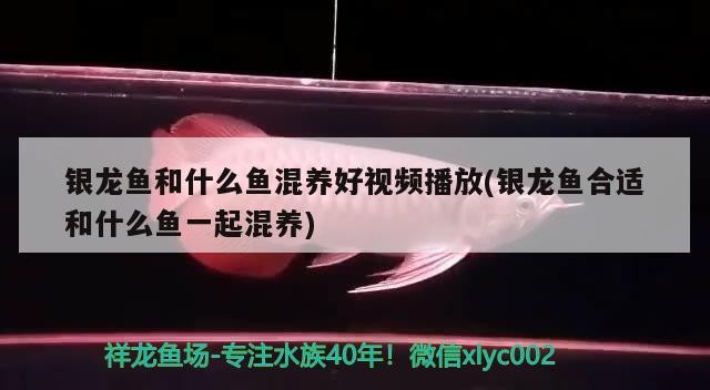 銀龍魚(yú)和什么魚(yú)混養(yǎng)好視頻播放(銀龍魚(yú)合適和什么魚(yú)一起混養(yǎng))