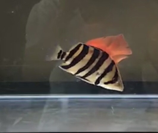 虎魚的狀態(tài)變化